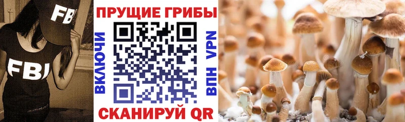 Псилоцибиновые грибы Magic Shrooms  Купить где  Цивильск 